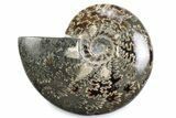 Polished Ammonite (Cleoniceras) Fossil - Madagascar #365047-1